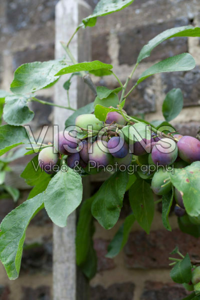 Prunus domestica The Czar Prunus domestica The Czar