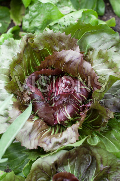 Cichorium intybus var. foliosum Cichorium intybus var. foliosum