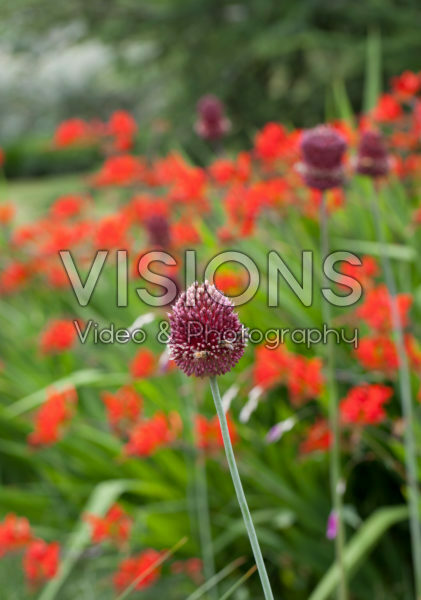 Allium Red Mohican Allium Red Mohican