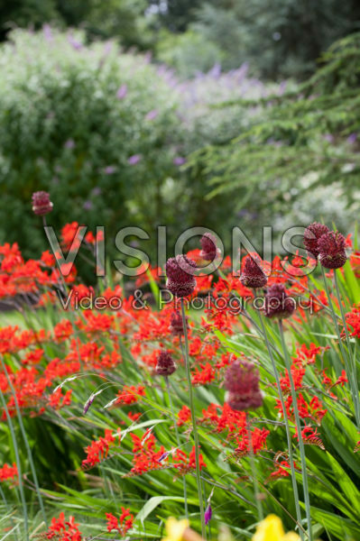 Allium Red Mohican Allium Red Mohican