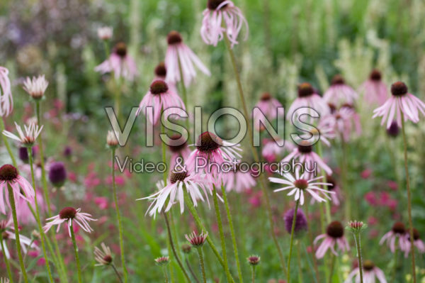 Echinacea pallida