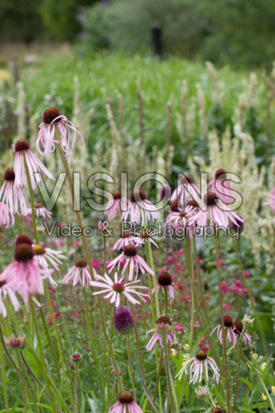 Echinacea pallida Echinacea pallida