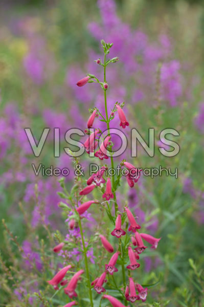 Penstemon Andenken an F. Hahn Penstemon Andenken an F. Hahn