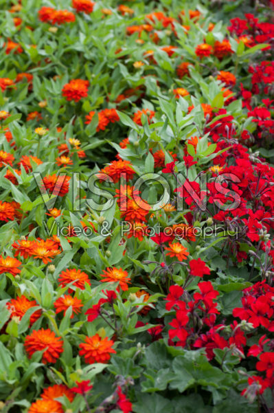 Pelargonium Caliente Dark Fire, Zinnia marylandica Double Zahara Fire Pelargonium Caliente Dark Fire, Zinnia marylandica Double Zahara Fire