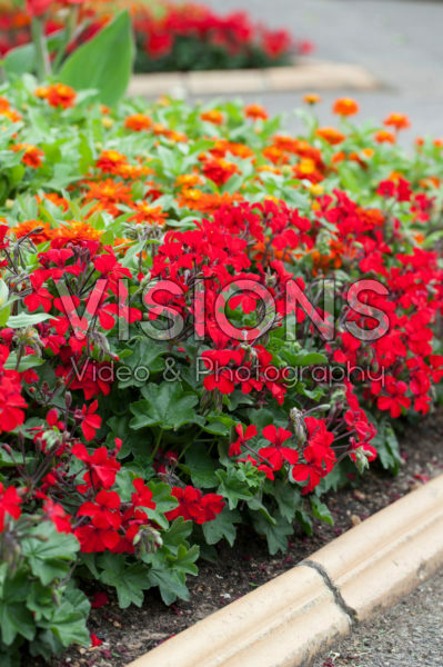 Pelargonium Caliente Dark Fire