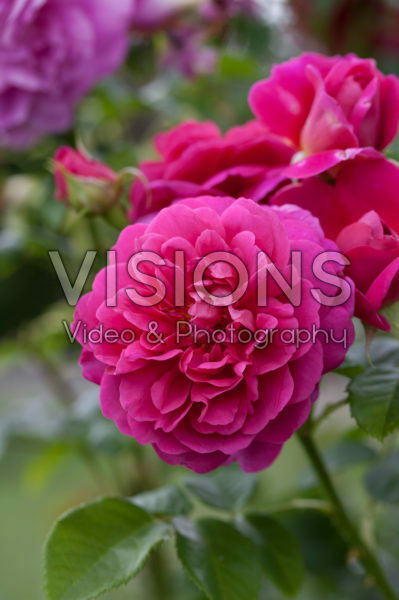 Rosa Princess Anne Rosa Princess Anne
