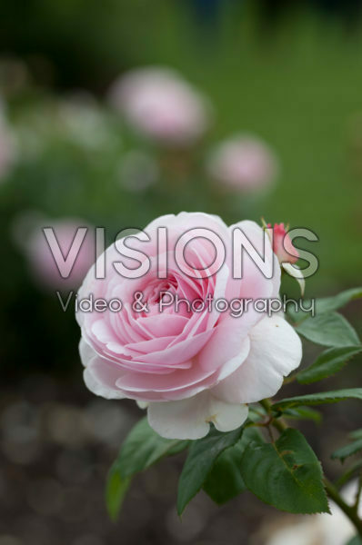Rosa Olivia Rose Austin