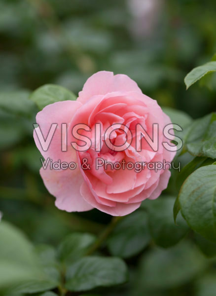 Rosa Duchesse d'Angouleme Rosa Duchesse d'Angouleme