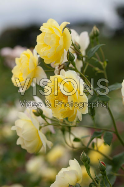 Rosa Blythe Spirit