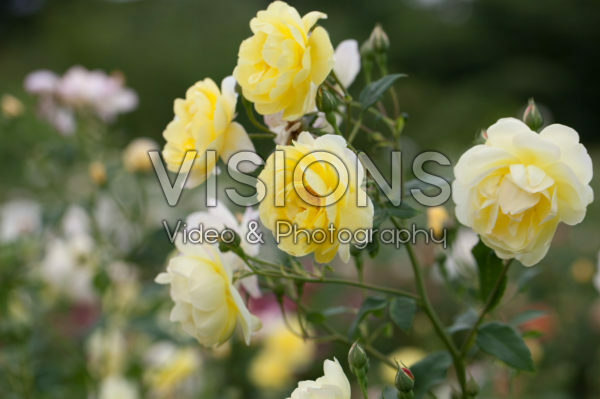 Rosa Blythe Spirit Rosa Blythe Spirit