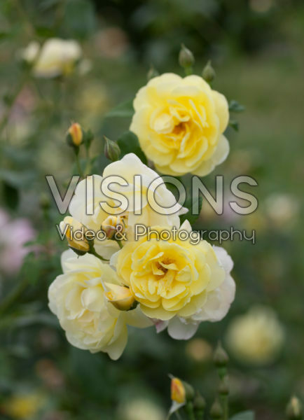 Rosa Blythe Spirit Rosa Blythe Spirit
