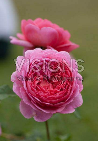 Rosa Princess Alexandra of Kent