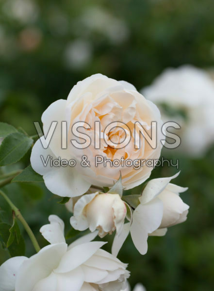 Rosa Claire Austin Rosa Claire Austin