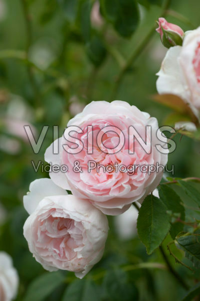 Rosa Wisley 2008