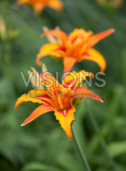 Hemerocallis Hemerocallis