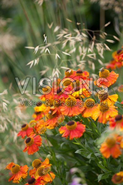 Helenium Sahin's Early Flowerer Helenium Sahin's Early Flowerer