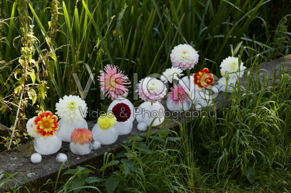 IJs vazen met dahlias IJs vazen met dahlias