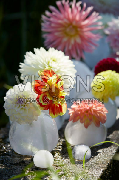 Ice vases with dahlias