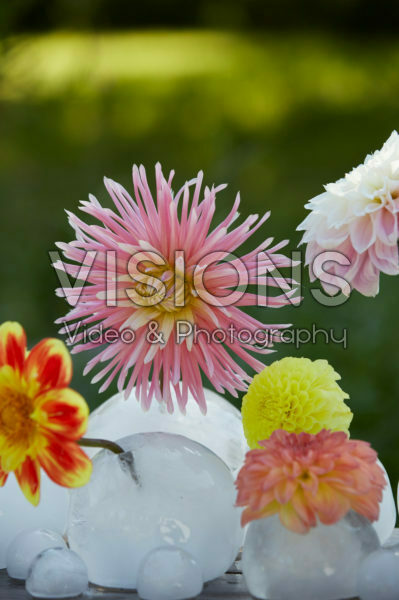 Ice vases with dahlias Ice vases with dahlias