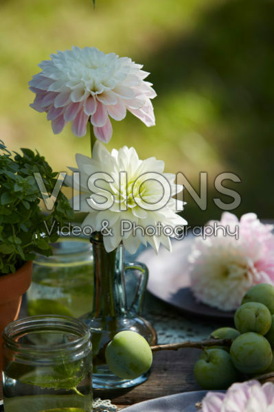 Dahlias in vases