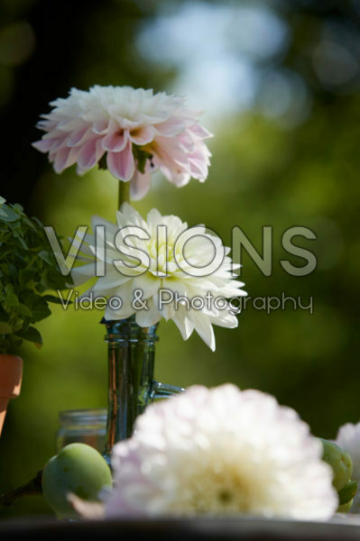 Dahlias in vases