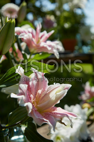 Roselily Natalia® Roselily Natalia®