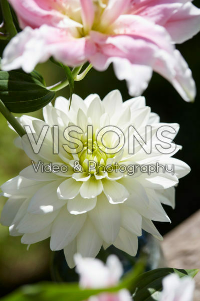 Dahlia Karma Maarten Zwaan ® Dahlia Karma Maarten Zwaan ®
