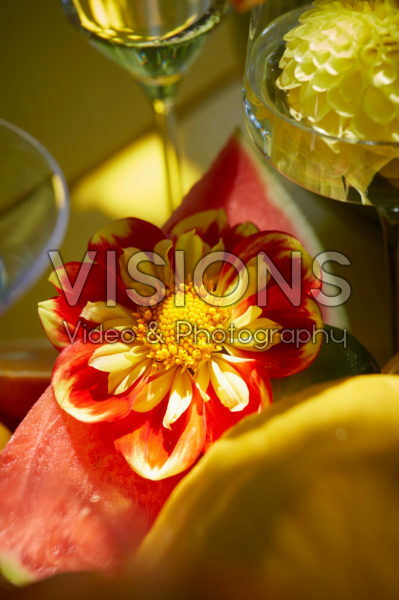 Dahlia Pooh Swan-Island Dahlia Pooh Swan-Island