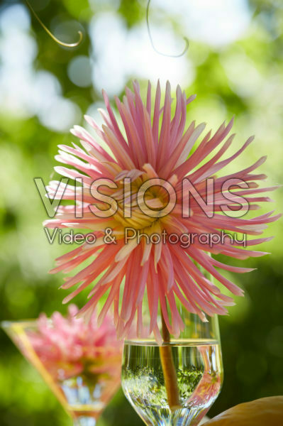 Dahlia's in glazen Dahlia's in glazen