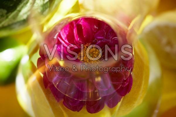 Dahlia in glas Dahlia in glas