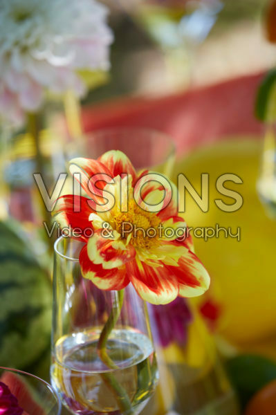 Dahlia Pooh Swan-Island Dahlia Pooh Swan-Island