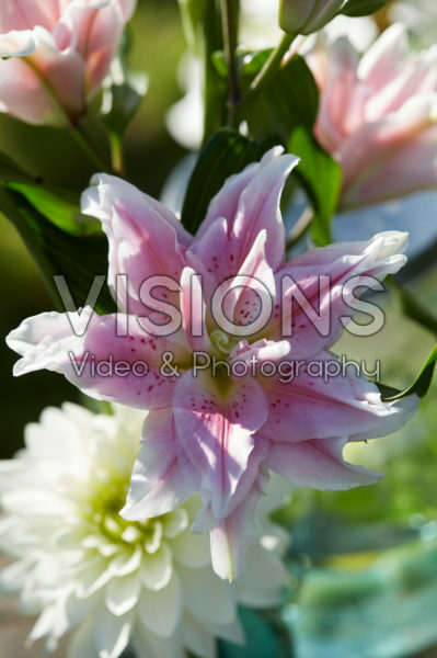 Roselily Natalia® Roselily Natalia®