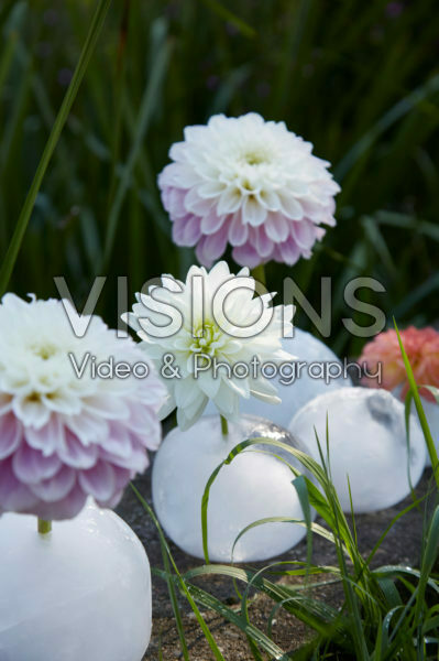 Ice vases with dahlias
