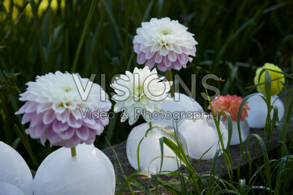 IJs vazen met dahlias IJs vazen met dahlias