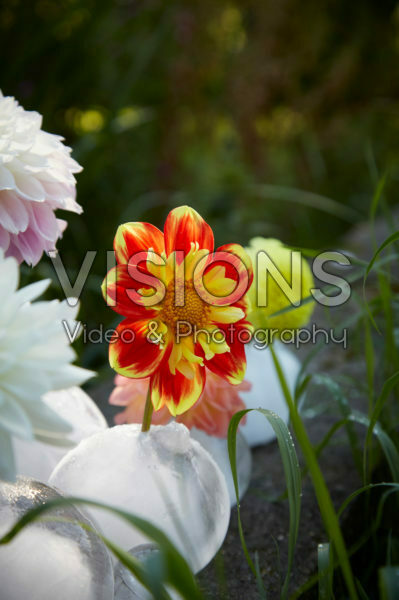 Ice vases with dahlias Ice vases with dahlias