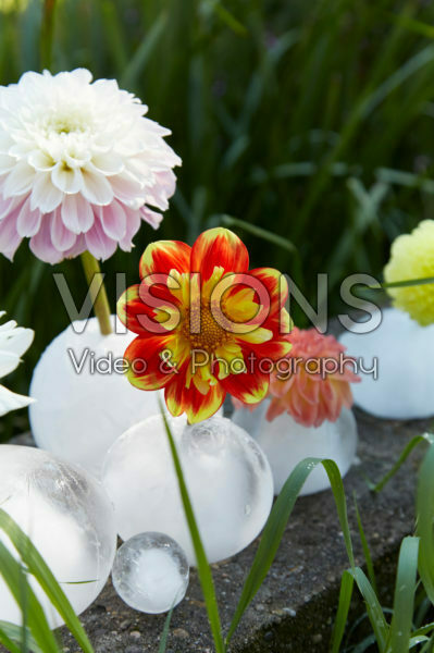 Ice vases with dahlias Ice vases with dahlias