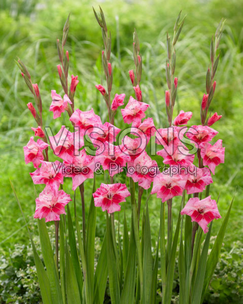 Gladiolus tubergenii Bibi