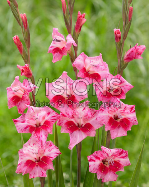 Gladiolus tubergenii Bibi