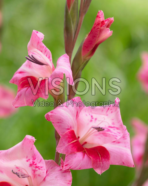Gladiolus tubergenii Bibi Gladiolus tubergenii Bibi