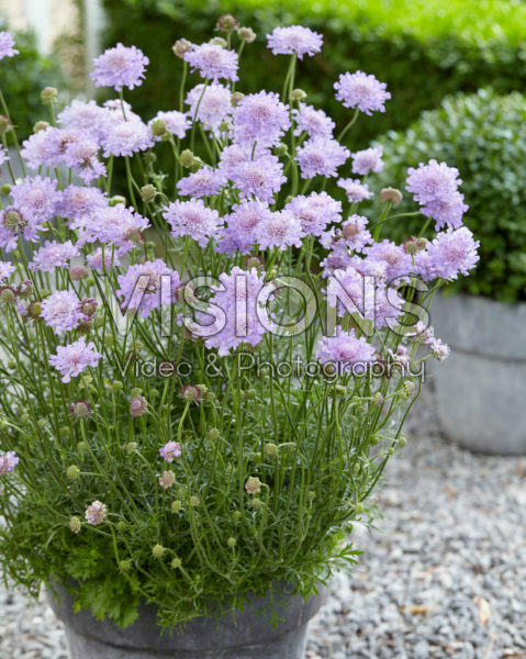 Scabiosa caucasica Flutter Rose Scabiosa caucasica Flutter Rose