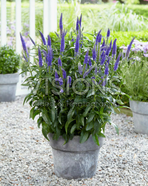 Veronica First Glory
