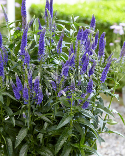Veronica First Glory