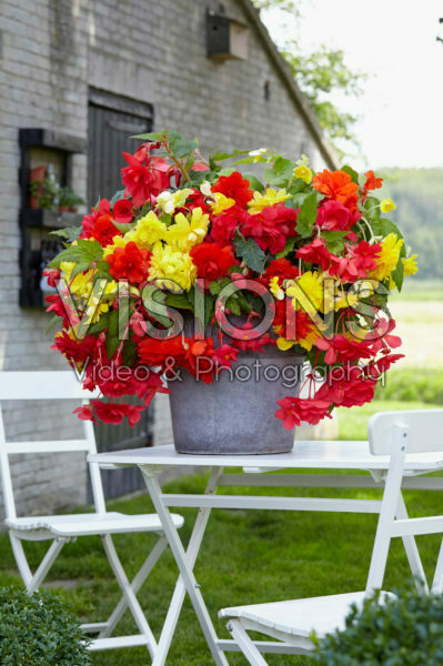 Begonia Cascade® yellow, orange and pink Begonia Cascade® yellow, orange and pink