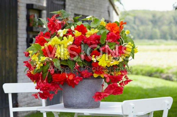 Begonia CascadeĀ® yellow, orange and pink Begonia CascadeĀ® yellow, orange and pink