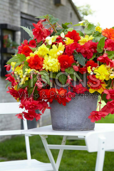 Begonia CascadeĀ® yellow, orange and pink Begonia CascadeĀ® yellow, orange and pink