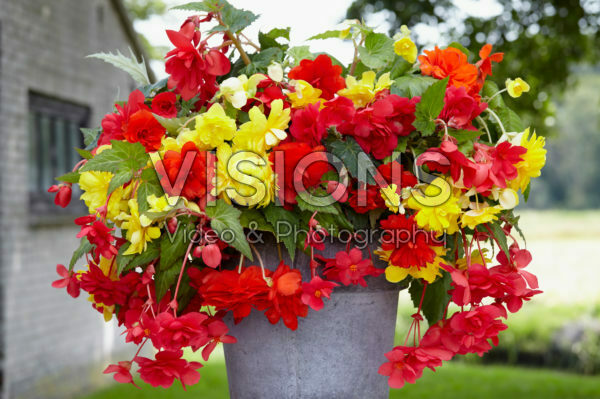 Begonia Cascade® yellow, orange and pink