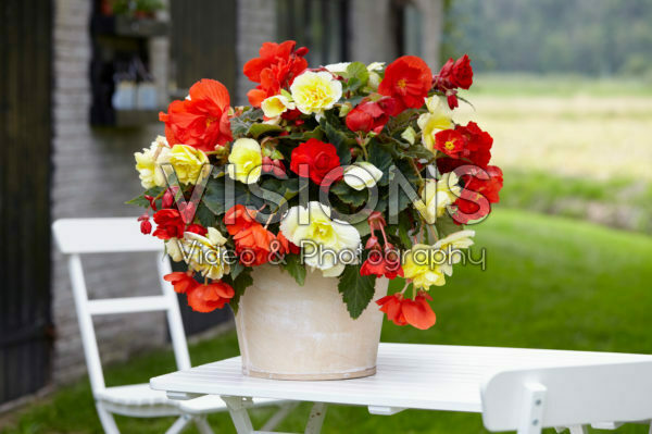 Begonia Odorosa® Red Sunset, Yellow Flame Begonia Odorosa® Red Sunset, Yellow Flame