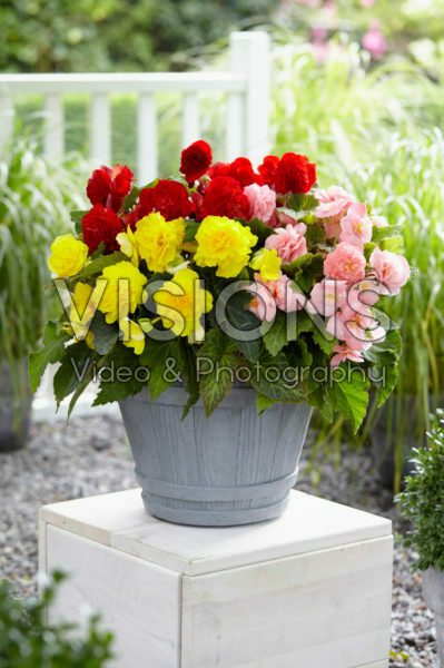 Begonia Non Stop mix Begonia Non Stop mix