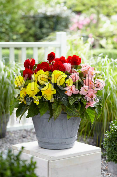 Begonia Non Stop mix