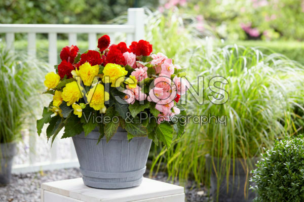 Begonia Non Stop mix